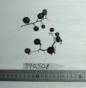 Click for 1 image(s) for this accession. FRUIT